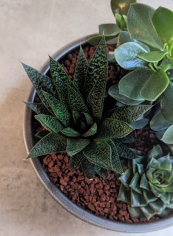 A Haworthia with speckled, pointed green leaves is arranged with other succulents in rich, brown soil, set on a gray surface. This design incorporates Black Rock Grills Horticulture Aquascaping Lava Rocks (2-10mm, 1KG) to enhance visual harmony using aquascaping principles.