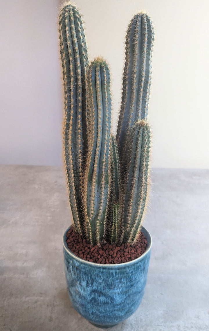 A tall, multi-stemmed cactus with vertical ridges and spines stands in a blue ceramic pot filled with Black Rock Grills Horticulture, Aquascaping Lava Rocks 2-10mm. The setup has an aquascaping feel against a plain, light-colored background.