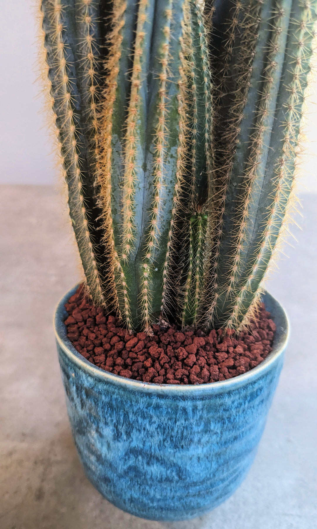 A tall, ribbed cactus with thin spines sits in a textured blue pot filled with Black Rock Grills Horticulture, Aquascaping Lava Rocks (2-10mm, 1KG), set against a soft, neutral gray background.