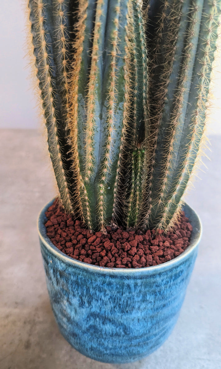 A tall, ribbed cactus with thin spines sits in a textured blue pot filled with Black Rock Grills Horticulture, Aquascaping Lava Rocks (2-10mm, 1KG), set against a soft, neutral gray background.