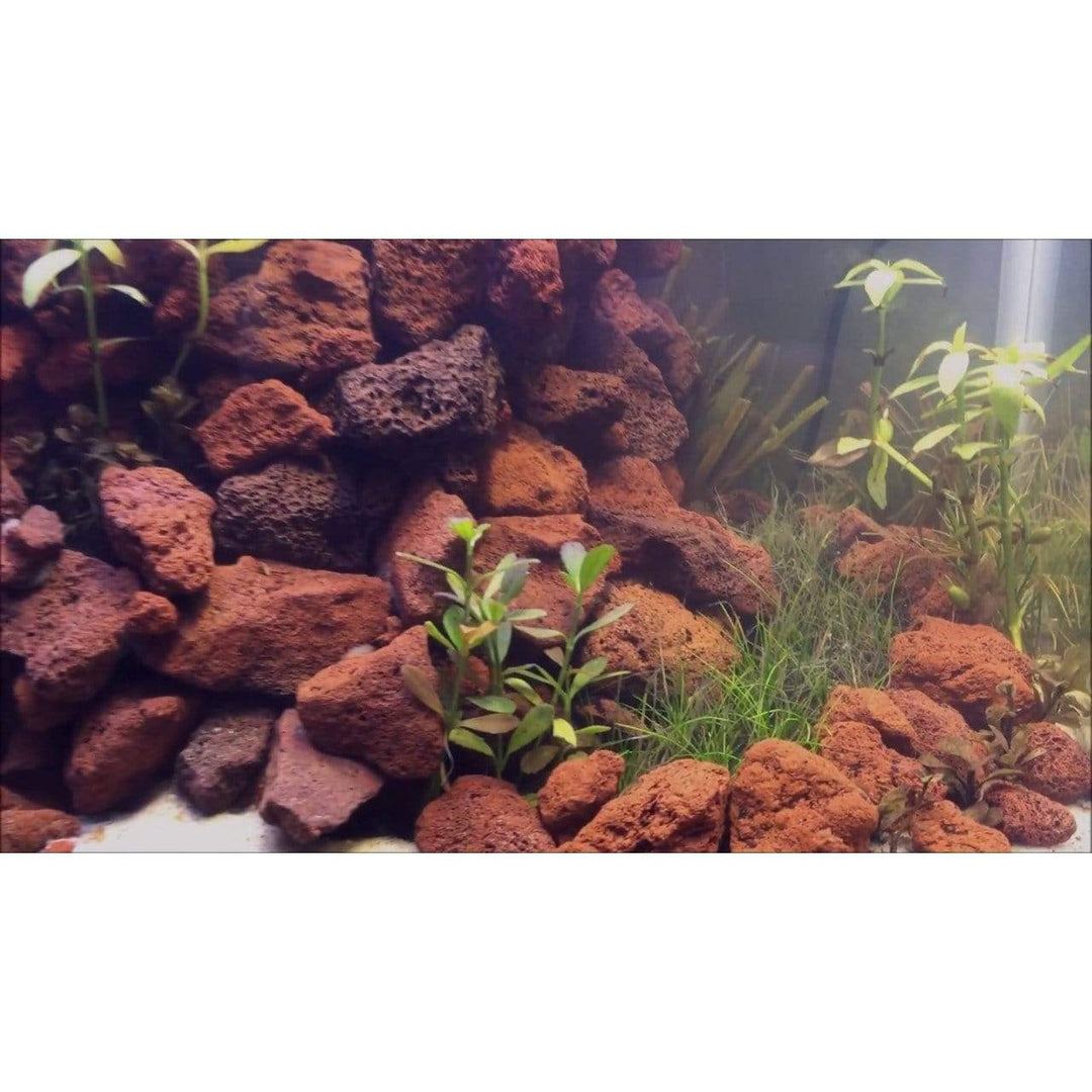 Black Rock Grill Lava Rocks in fish tank surrounded by aquatic plants