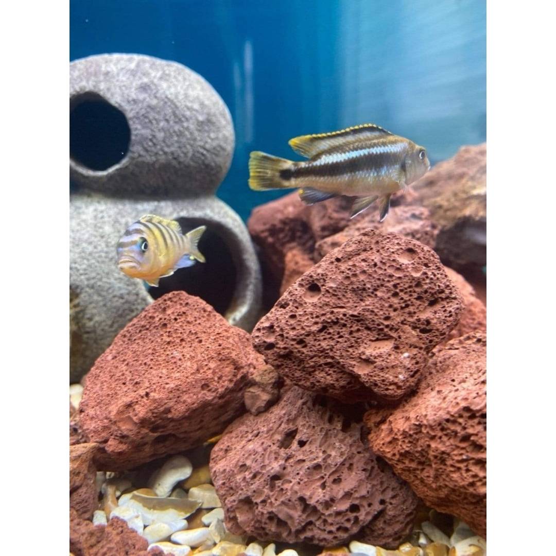 close up image of aquarium lava rock with fish swimming round them