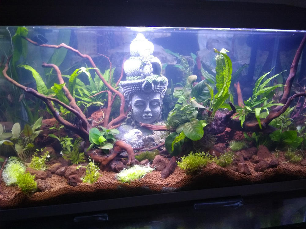 Lava rocks of different sizes inside fish tank and surrounded by aquatic plants with Hindu statue in the centre