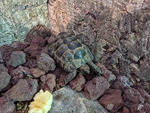 A tortoise navigates rocky terrain with a textured, earthy backdrop, surrounded by rugged Black Rock Grill Large Lava Rocks (8-15cm). A small piece of yellow fruit or vegetable is visible in the foreground.