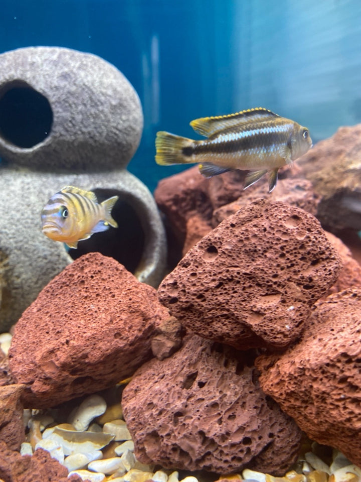 Two vibrant fish swim in an aquarium adorned with Black Rock Grill’s Large Lava Rock and gravel. A large gray stone structure with round openings acts as a backdrop against the deep blue water.