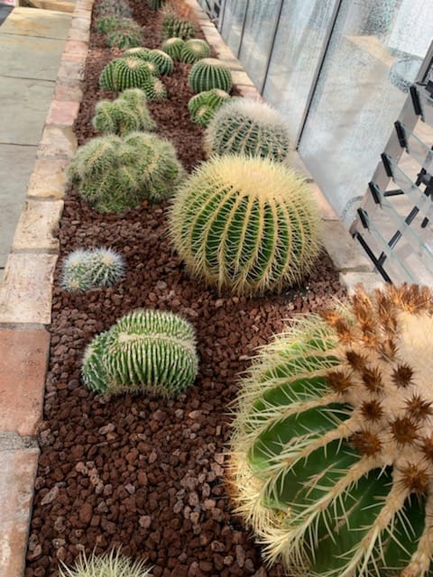 A row of round cacti with spiky exteriors thrives in a greenhouse, planted in brown soil enhanced with Black Rock Grills Horticultural Lava Rocks (1-2cm, 20kg) for better water retention. Sunlight filters through the glass, casting subtle shadows on brick-paved ground.